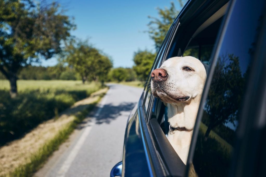 Comment transporter son chien dans la voiture ?